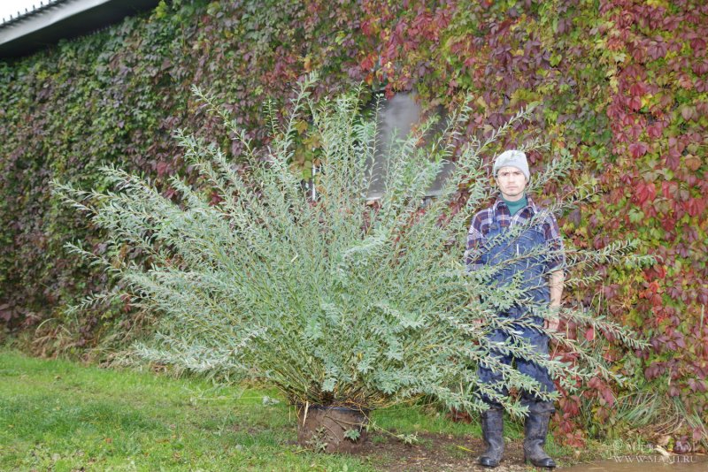 Ива цельнолистная Хакуро