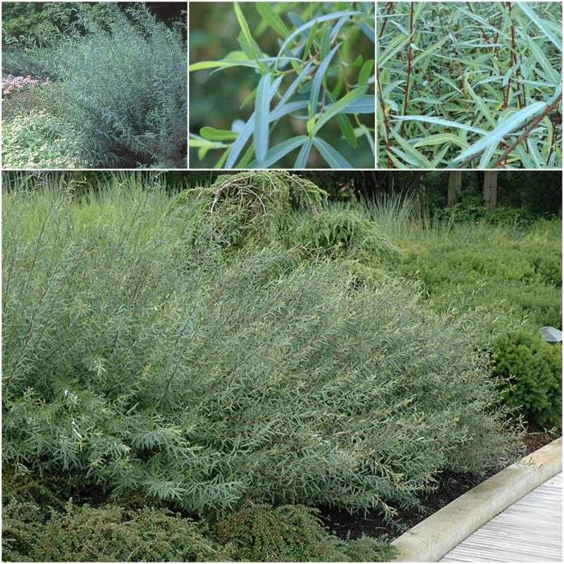 Ива пурпурная Salix purpurea Nana