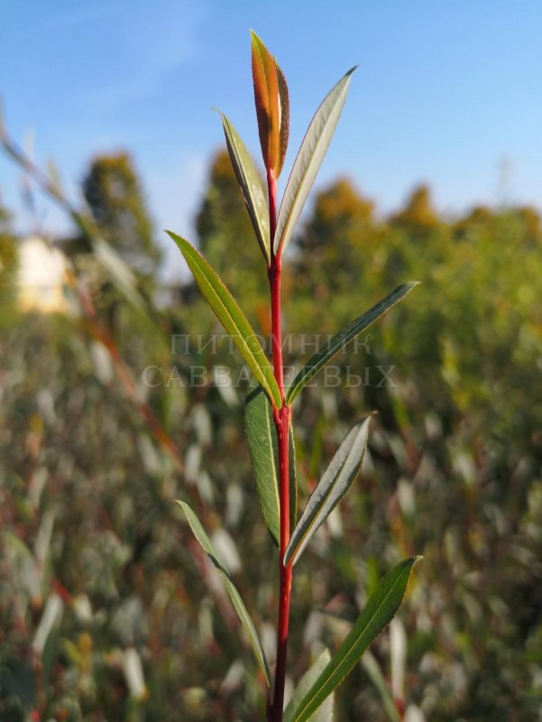 Ива пурпурная Salix purpurea Маяк
