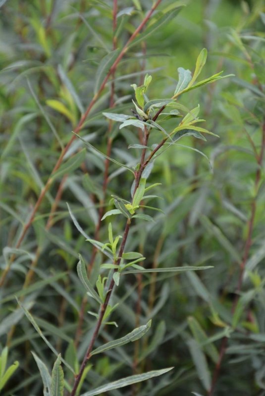 Ива пурпурная Salix purpurea