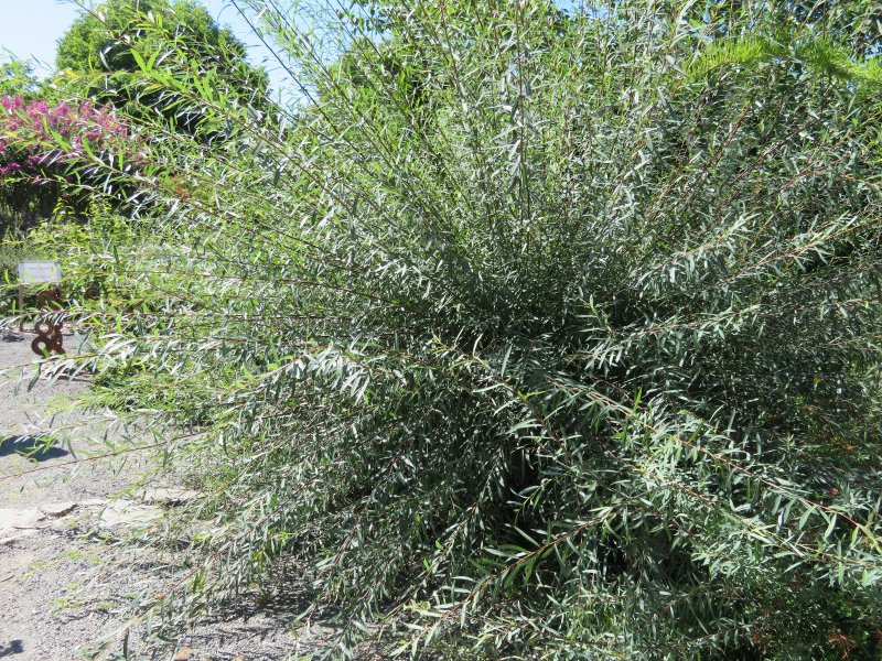 Ива пурпурная Salix purpurea Nana