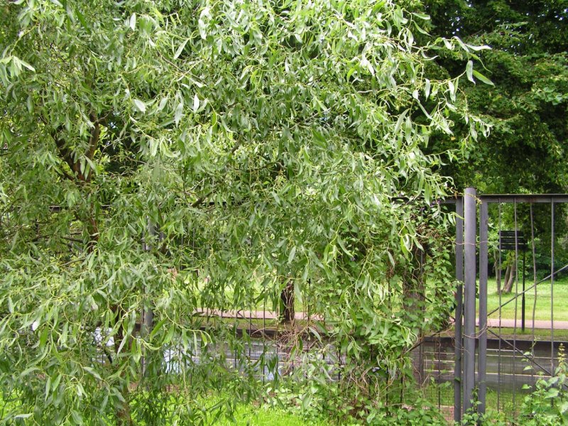Ива пурпурная Salix purpurea Маяк