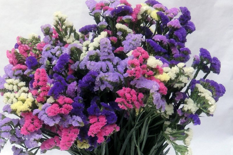 Голландская статица