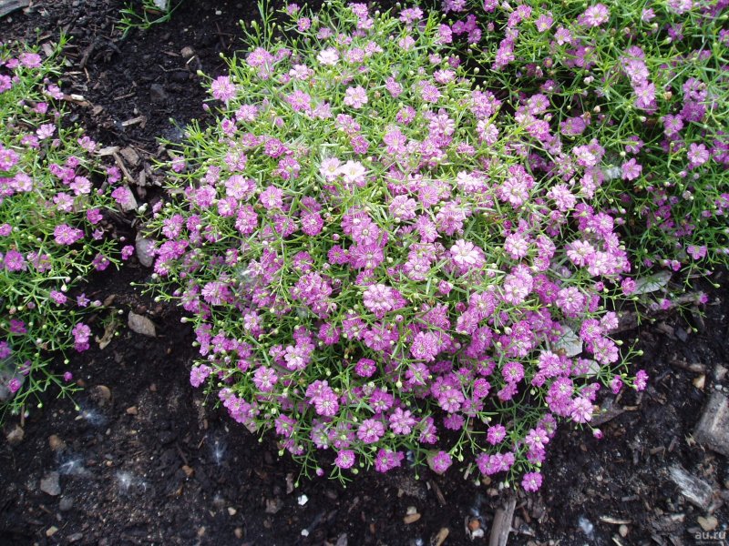 Gypsophila repens 'Alba'
