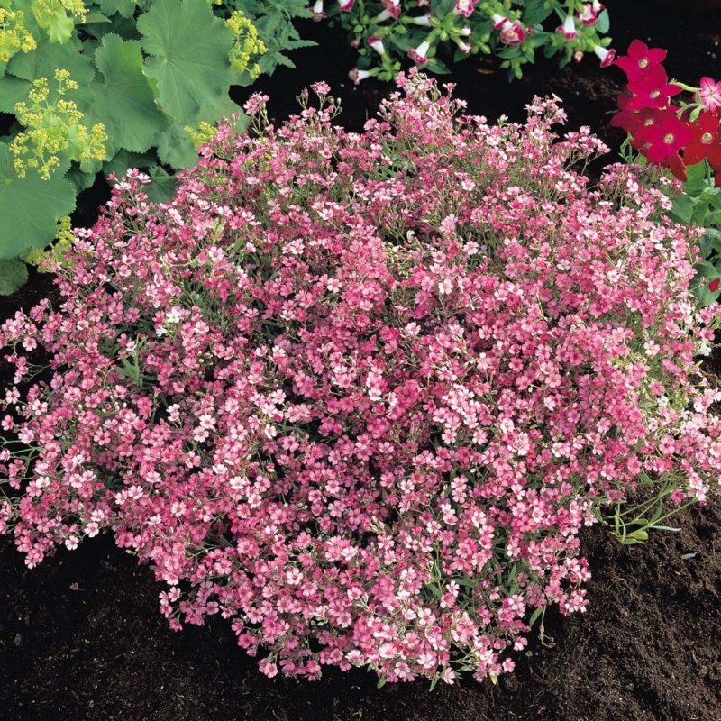 Гипсофила ползучая (Gypsophila repens)