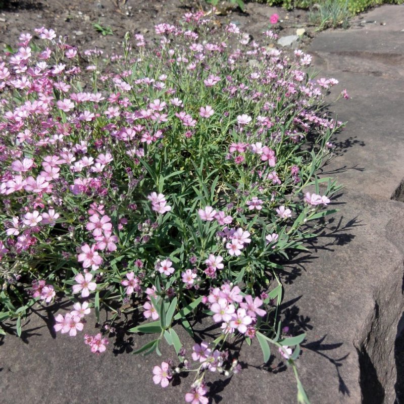 Гипсофила ползучая (Gypsophila repens)