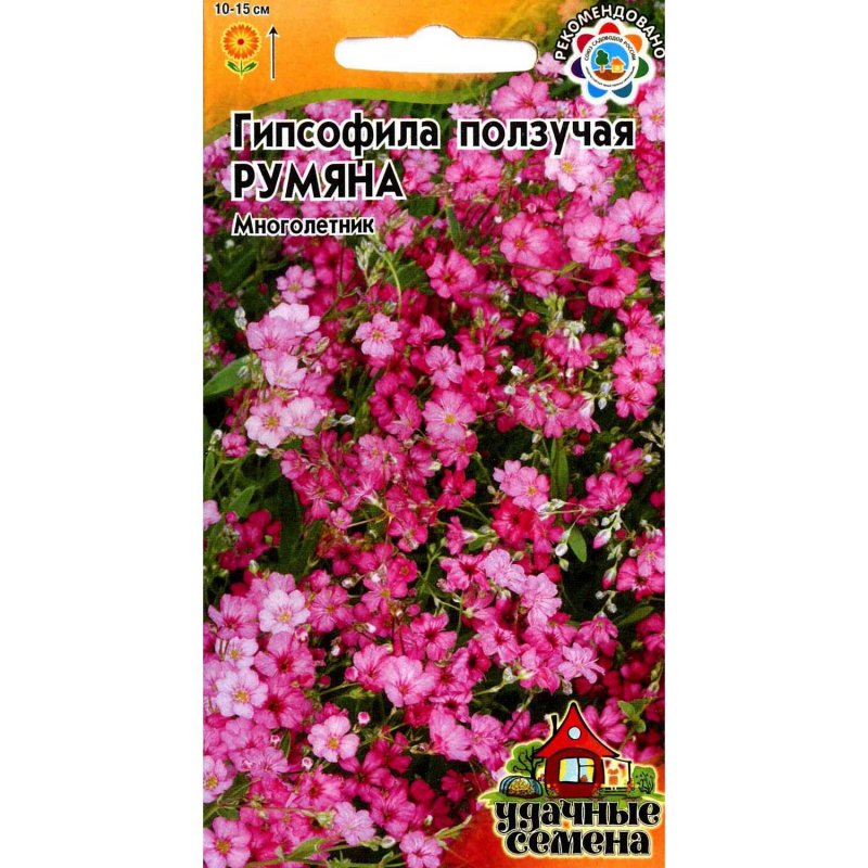 Гипсофила метельчатая Pink Festival