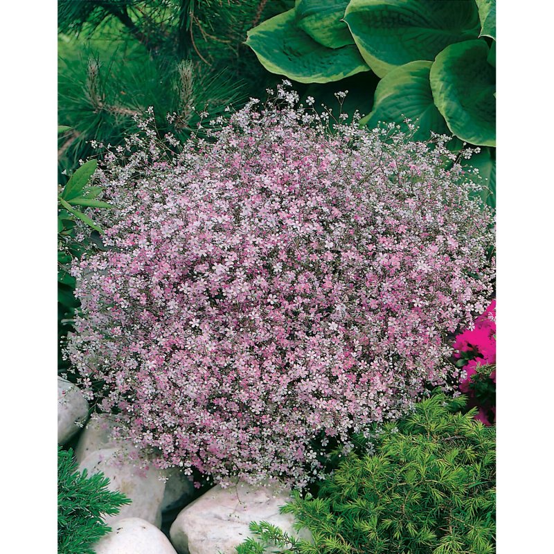 Gypsophila repens 'Alba'