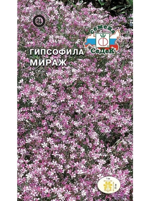 Гипсофила Паникулята Роуз