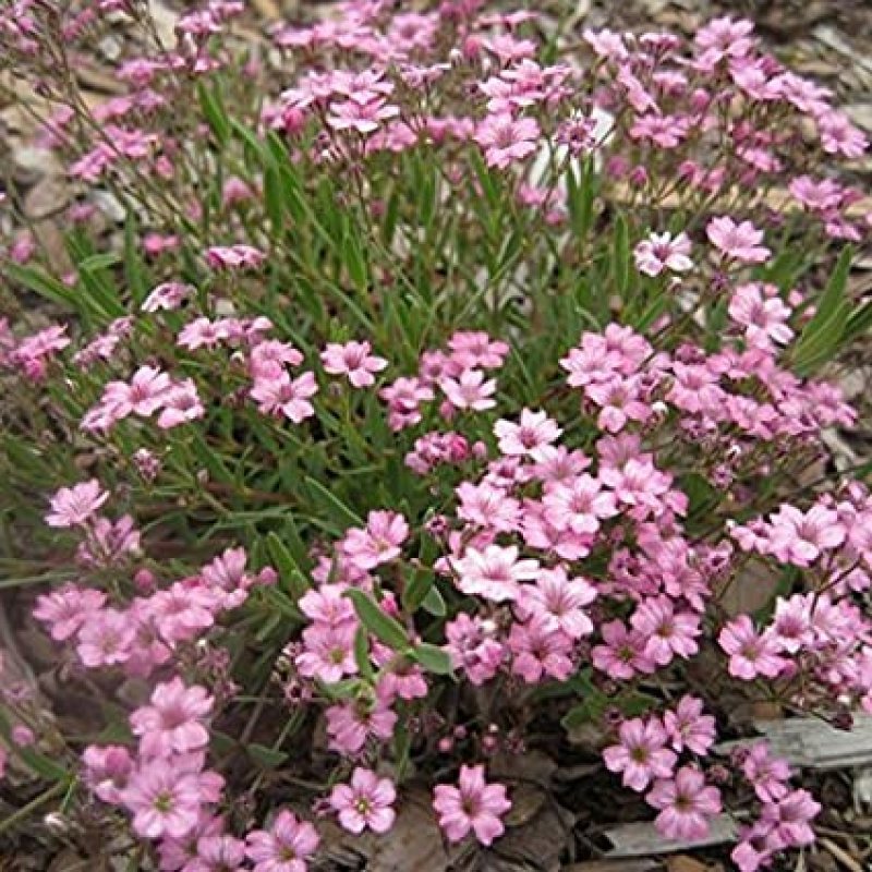 Гипсофила ползучая Gypsophila repens Filou White