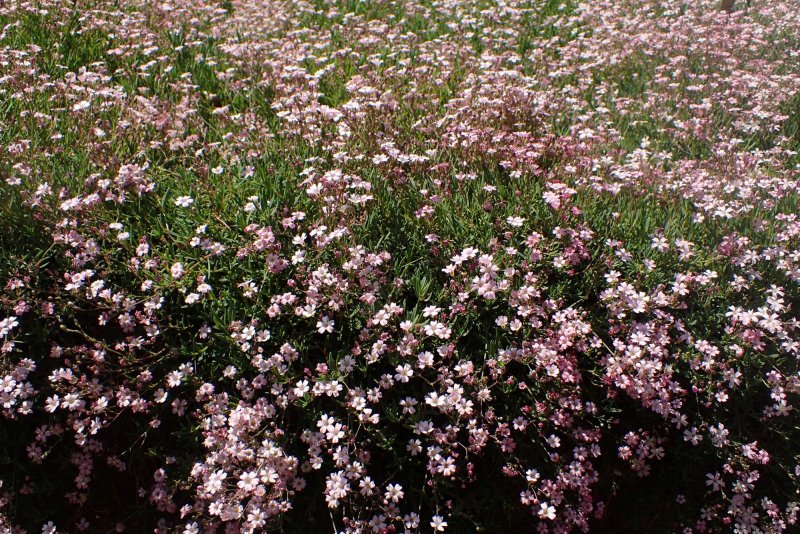 Гипсофила ползучая (Gypsophila muralis) «rosea»