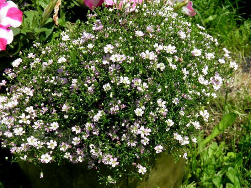 Гипсофила Gypsophila repens