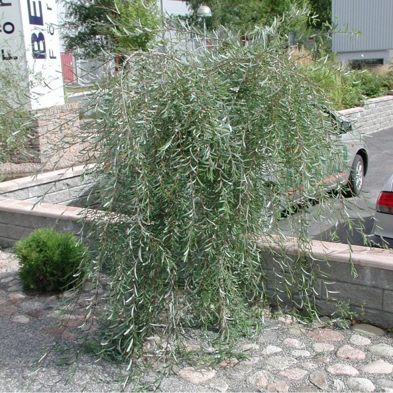 Ива пурпурная Пендула pendula