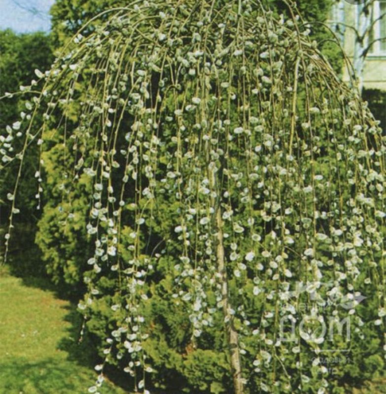 Ива Козья Salix caprea “Kilmarnock” (“pendula”)