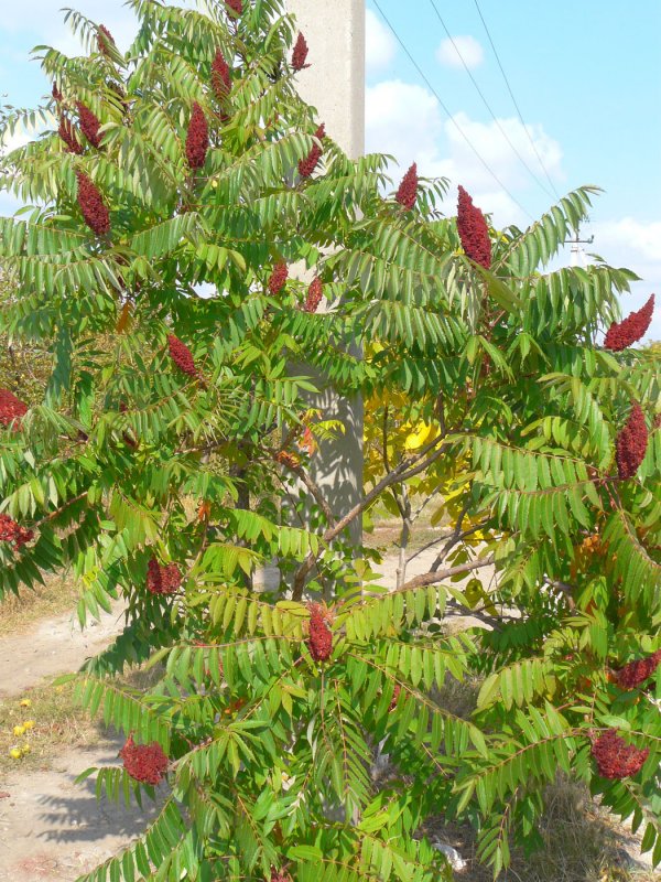 Сумах оленерогий, пушистый, уксусное дерево (Rhus typhina).