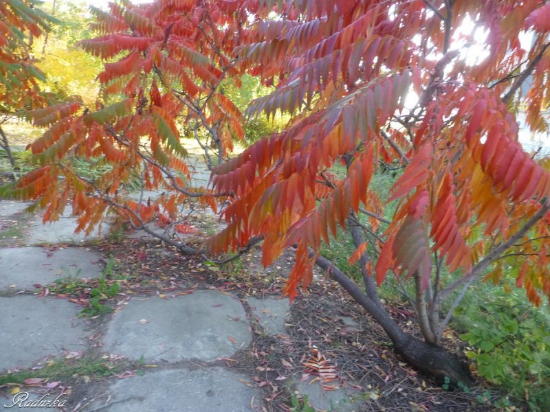 Сумах оленерогий, пушистый, уксусное дерево (Rhus typhina).