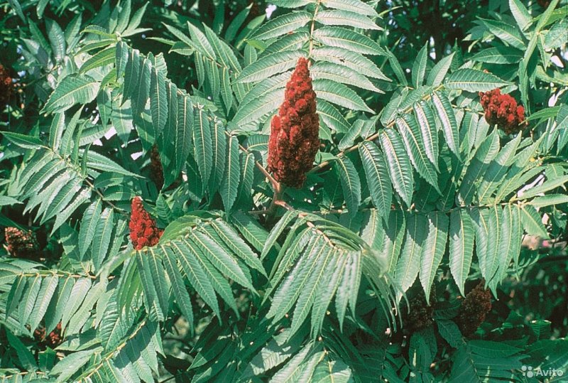 Сумах Rhus typhina