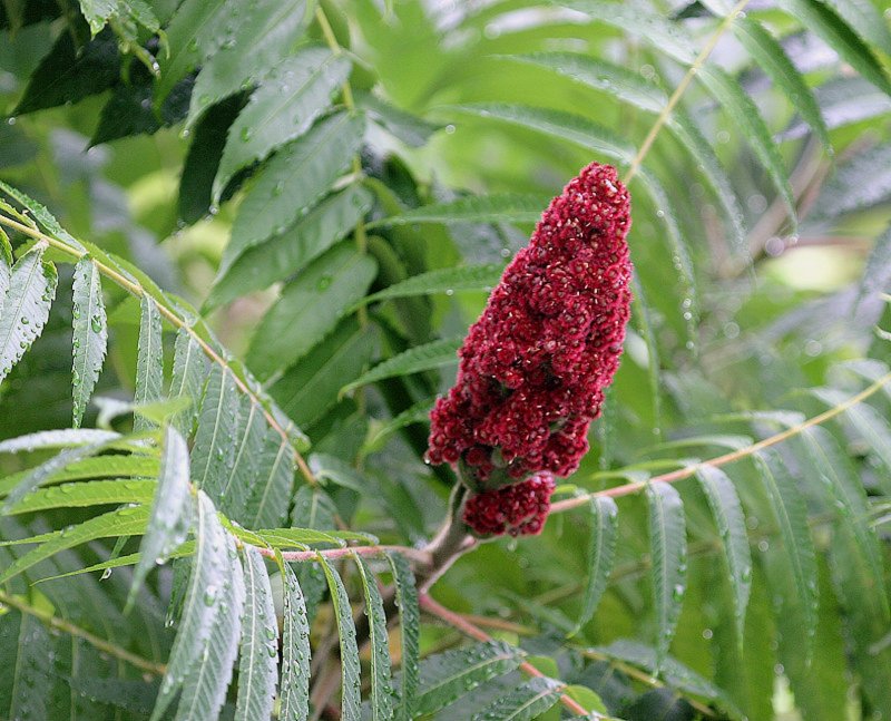 Сумах оленерогий Rhus typhina