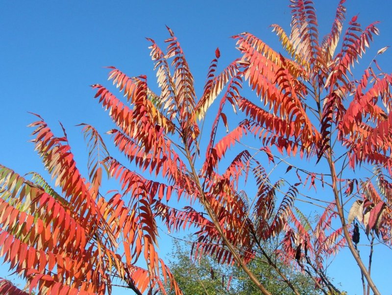 Сумах оленерогий Rhus typhina