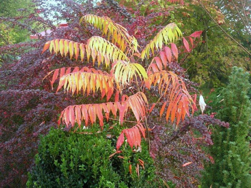 Сумах оленерогий Rhus typhina