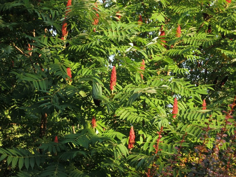 Сумах оленерогий, пушистый, уксусное дерево (Rhus typhina).