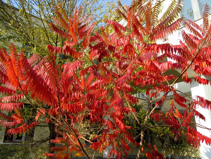 Сумах оленерогий Rhus typhina