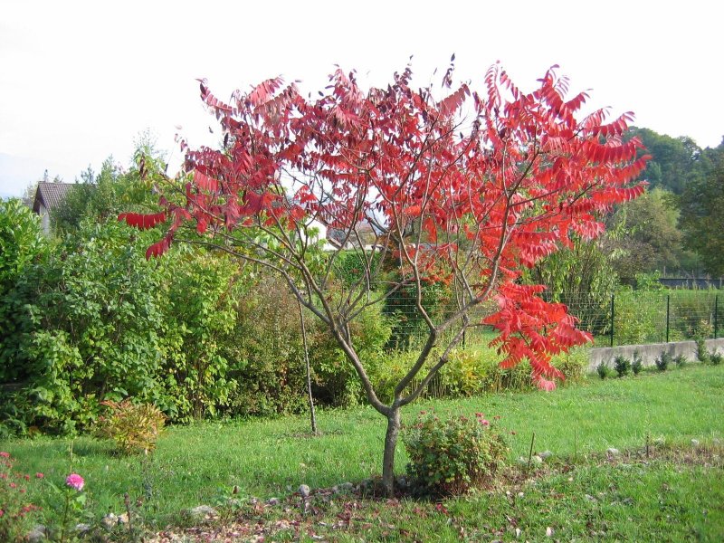 Сумах оленерогий, пушистый, уксусное дерево (Rhus typhina).
