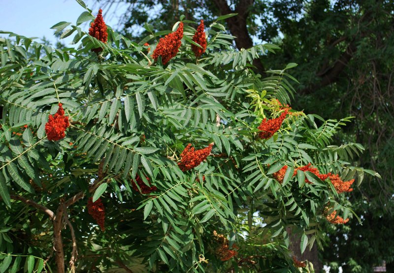 Сумах Rhus typhina
