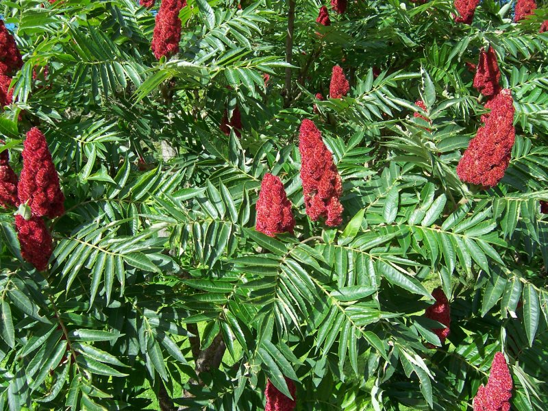 Сумах оленерогий Rhus typhina