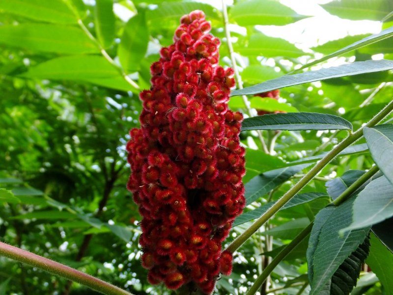 Сумах оленерогий Rhus typhina