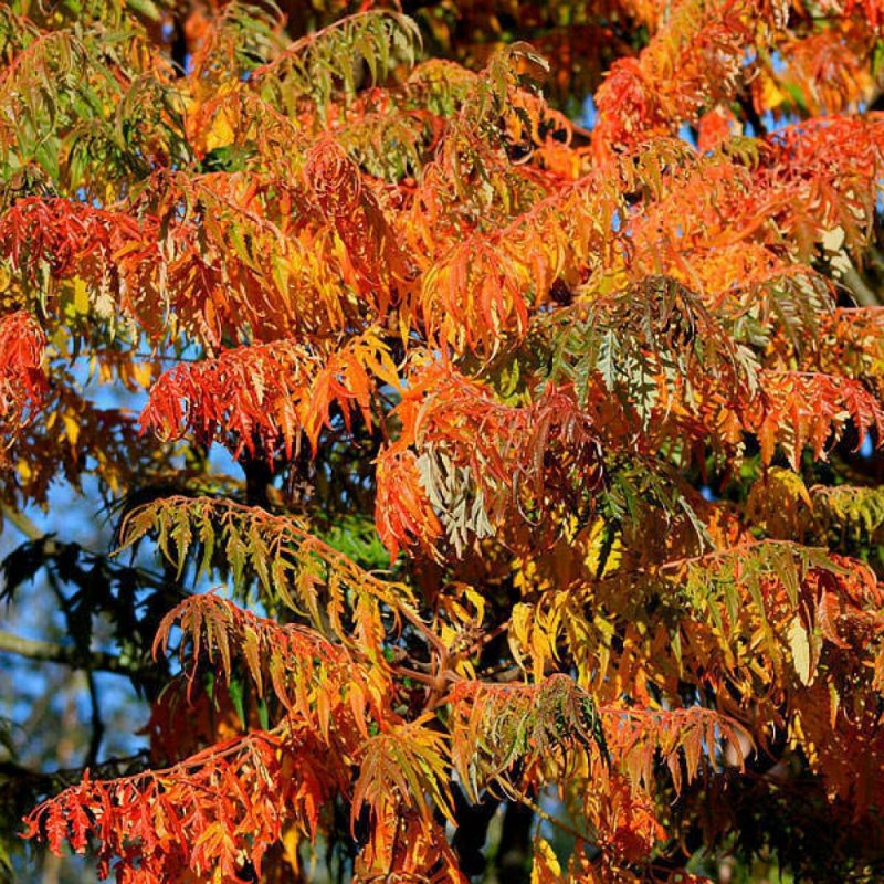Сумах оленерогий Rhus typhina