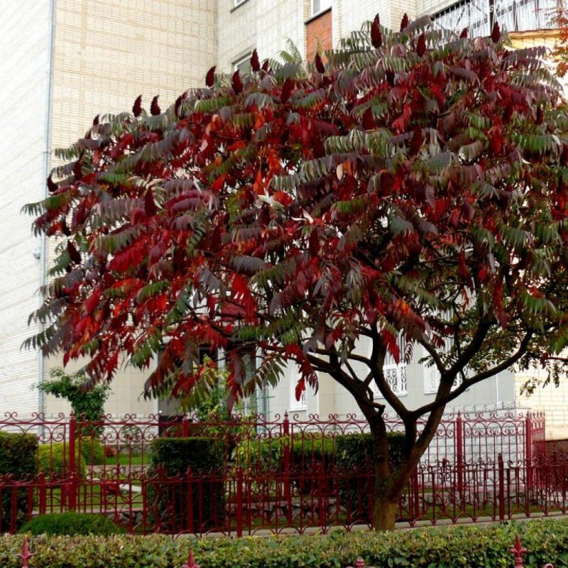 Сумах оленерогий Rhus typhina