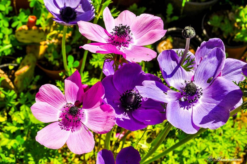 Анемона (Anemone)
