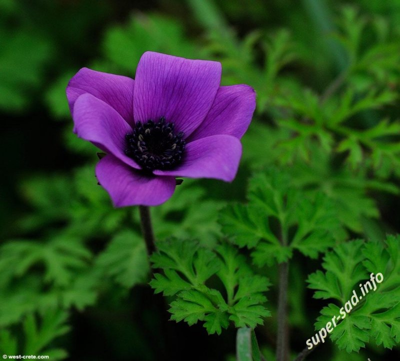 Анемона корончатая (Anemone coronaria)