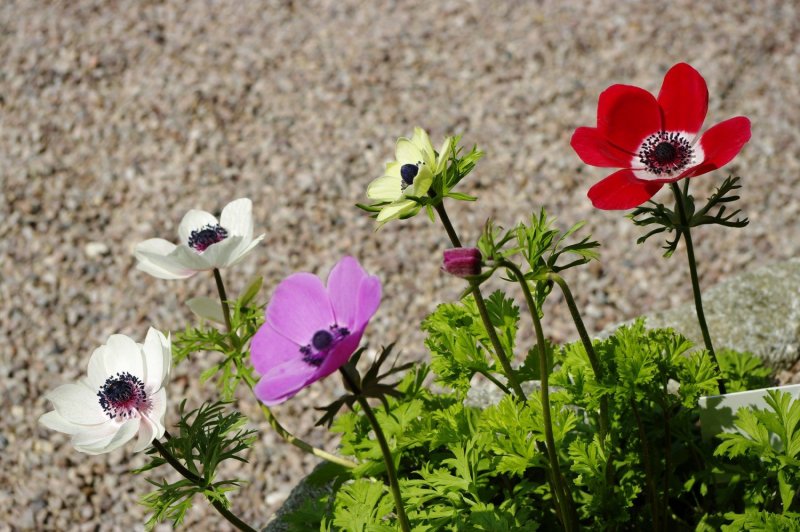 Coronaria Mr. Fokker анемона