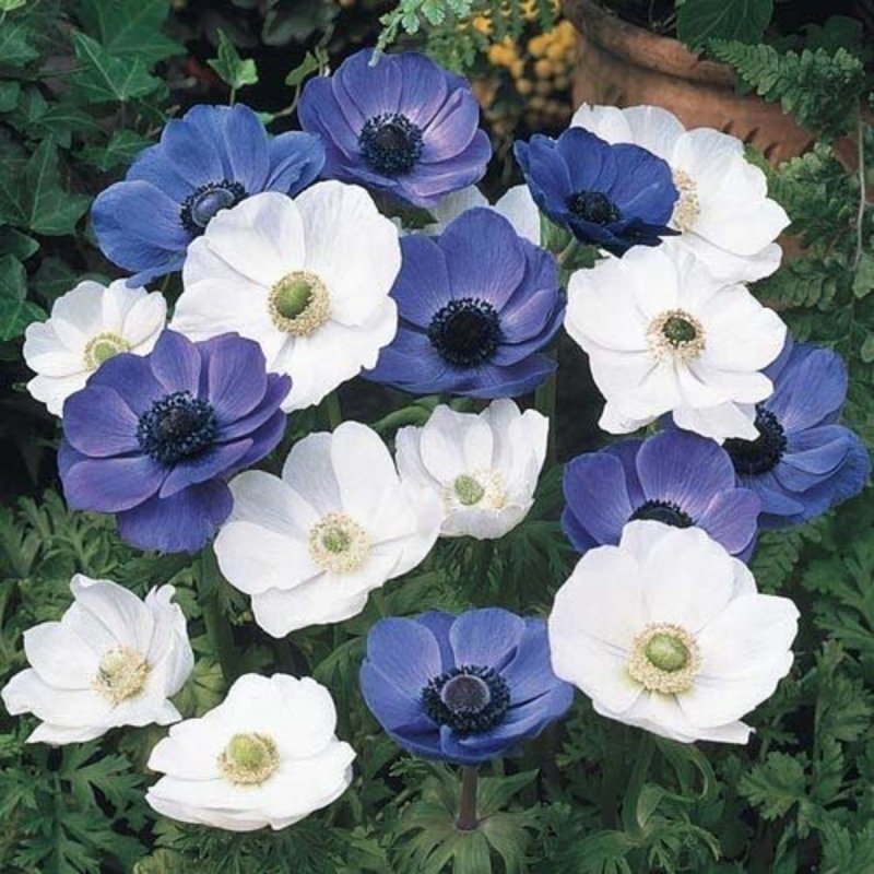 Анемона корончатая (Anemone coronaria), Лютик азиатский (Ranunculus asiaticus)