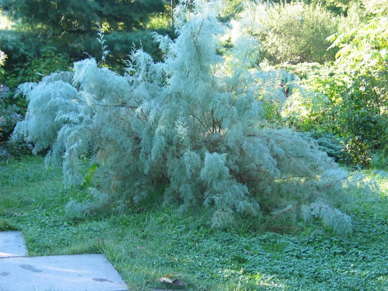 Тамарикс parviflora