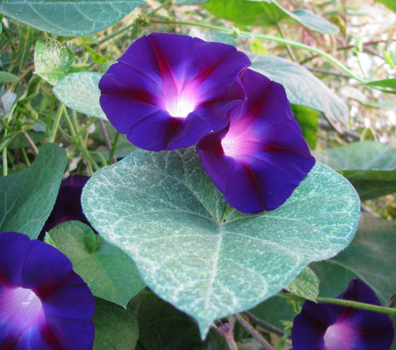 Ипомея пурпурная Ipomoea purpurea