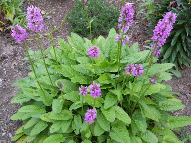 Стахис Stachys monnieri Hummelo