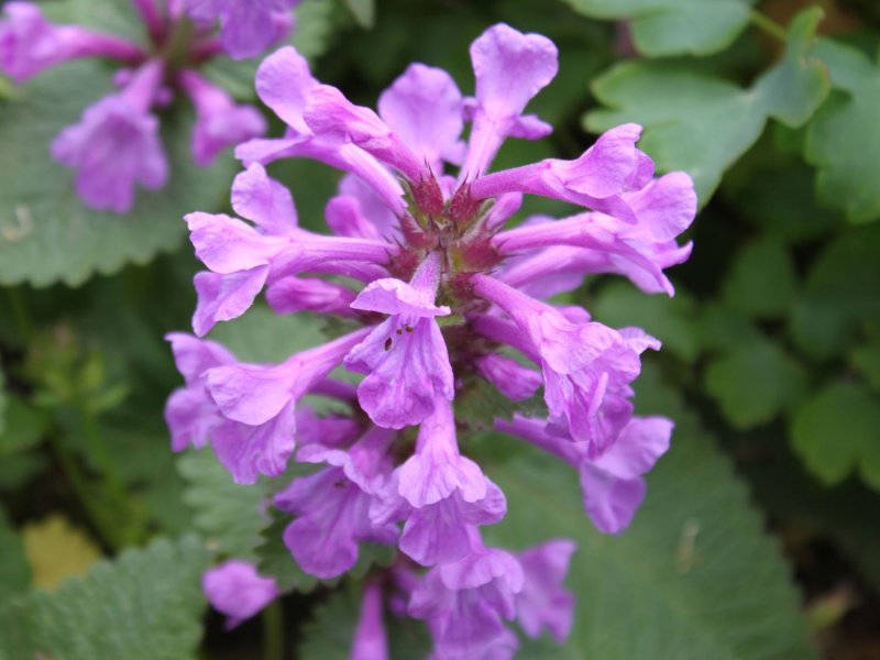 Чистец grandiflora