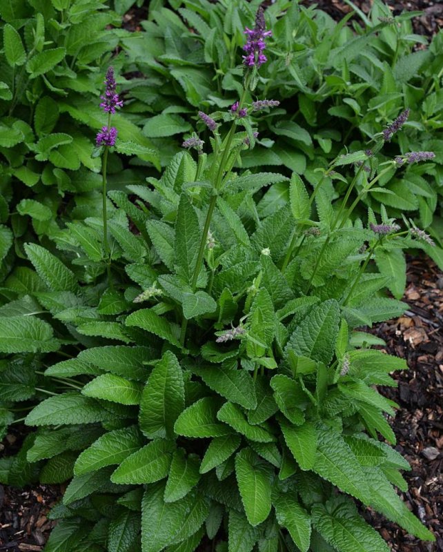 Betonica macrantha