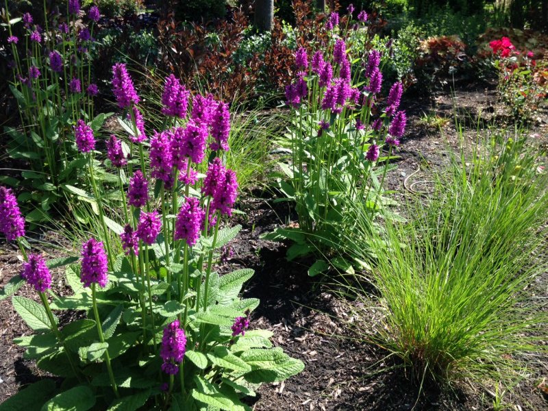 Stachys monieri Hummelo