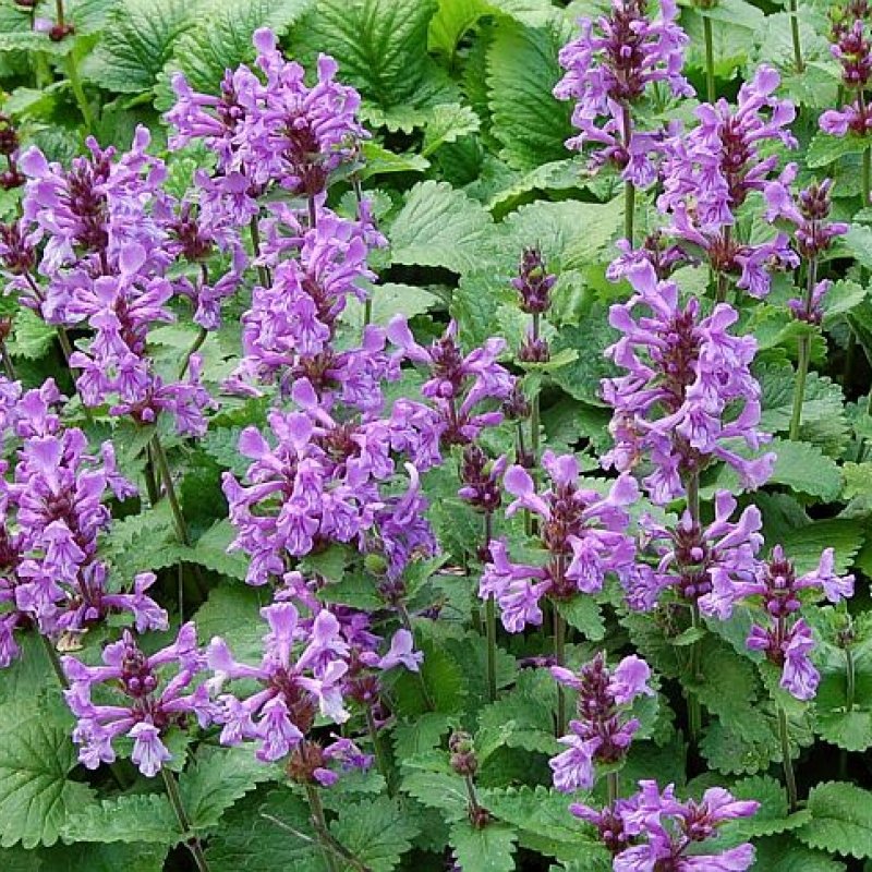 Буквица Бетоника Betonica officinalis