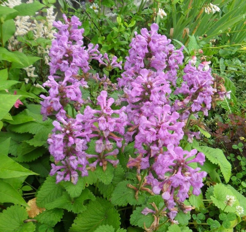 Буквица (Betonica grandiflora)