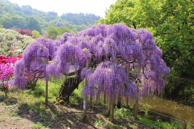 Глициния Wisteria sinensis