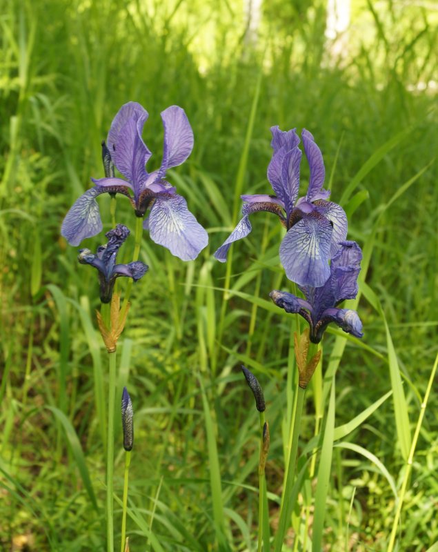 Ирис Сибирский Iris sibirica