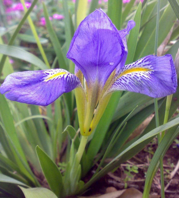 Iris sibirica l.