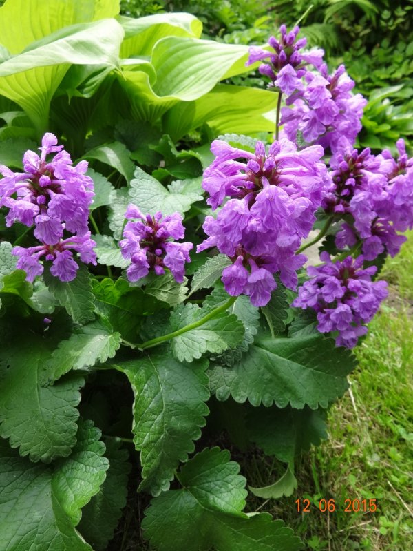 Stachys grandiflora 'superba'