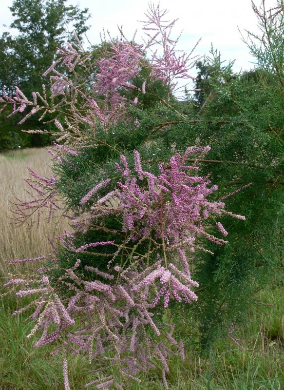 Tamarix tetrandra тамарикс четырёхтычинковый