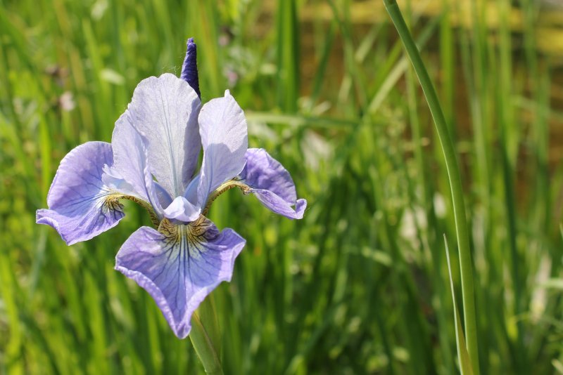 Iris Blanc